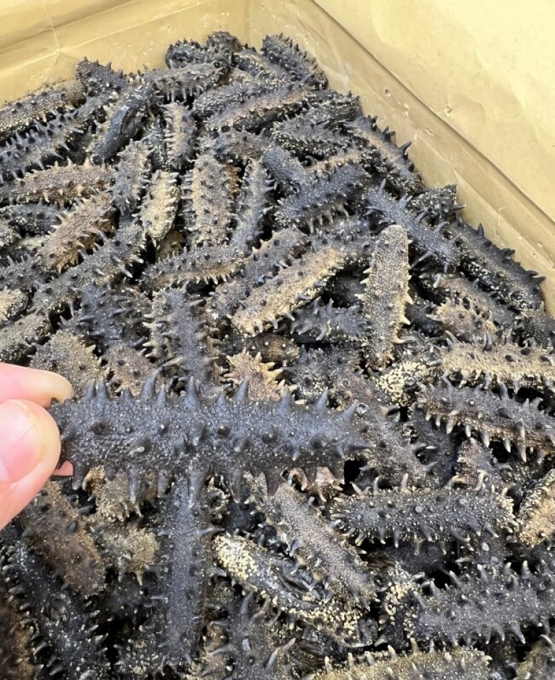 海参，这种营养丰富的海鲜，在生活中有着广泛的应用。但你知道吗？它不仅美味可口，还具有诸多健康功效呢！今天我们就来聊聊海参的功效与作用及其禁忌人群。